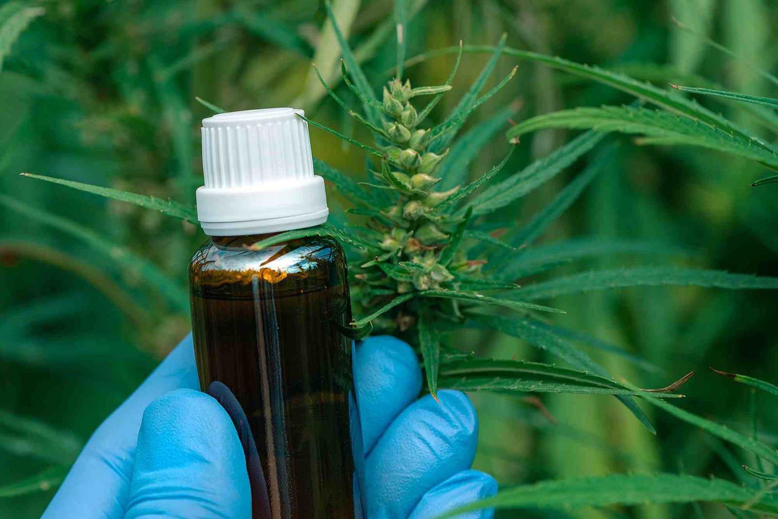 CBD SEO Keywords UAE